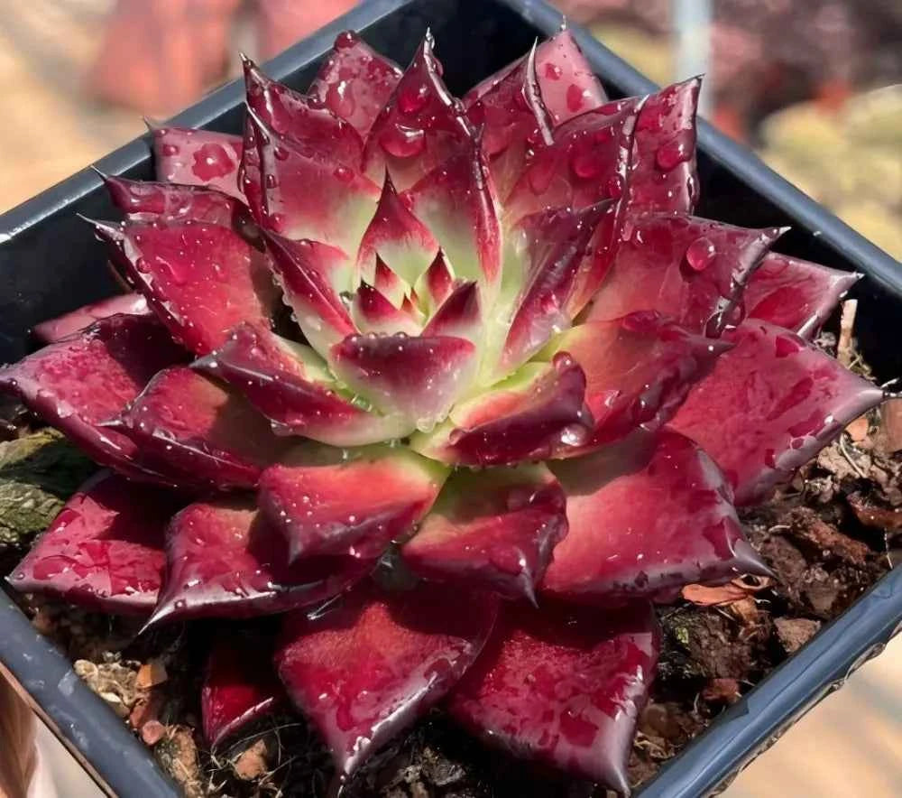 Red Echeveria rosette succulent with clustered star leaves and water droplets in a pot
