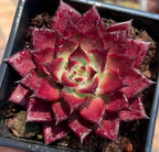 Red Echeveria rosette succulent with star-shaped leaves and water droplets in a tray
