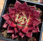 Echeveria Robin Soil Song