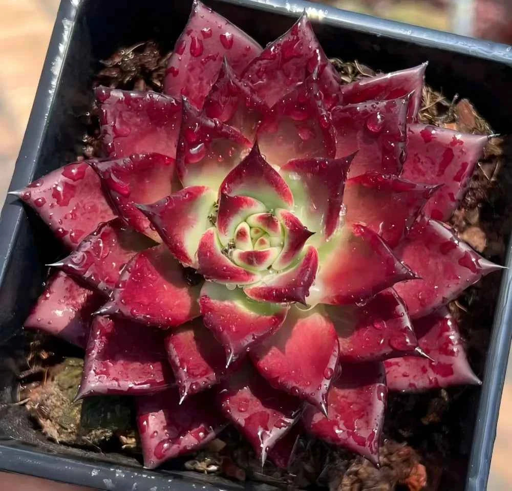 Red Echeveria rosette succulent with star-shaped leaves and water droplets in a tray