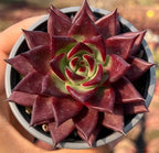 Echeveria rosette succulent in maroon with pointed leaves and pale green/red center