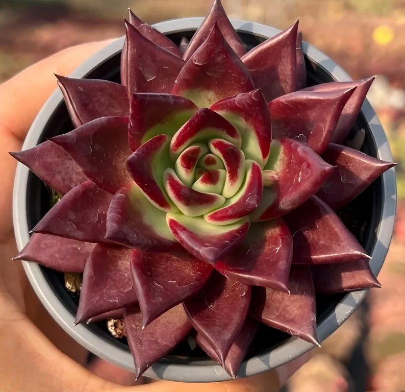 Echeveria rosette succulent in maroon with pointed leaves and pale green/red center