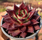 Echeveria rosette succulent with maroon pointed leaves and pale green/red striped center