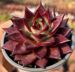 Echeveria Roca Soil Song