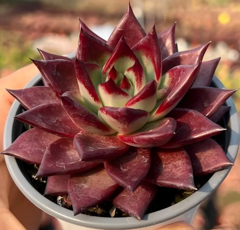 Echeveria rosette succulent with maroon pointed leaves and pale green/red striped center
