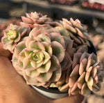 Echeveria Rolly Variegata Cluster Soil Song