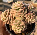 Echeveria Rolly Variegata succulent cluster with pale green and peach rosettes in pot