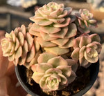 Echeveria Rolly Variegata Cluster Soil Song