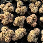 Echeveria Rolly Variegata Cluster Soil Song