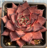 Echeveria Romeo Soil Song