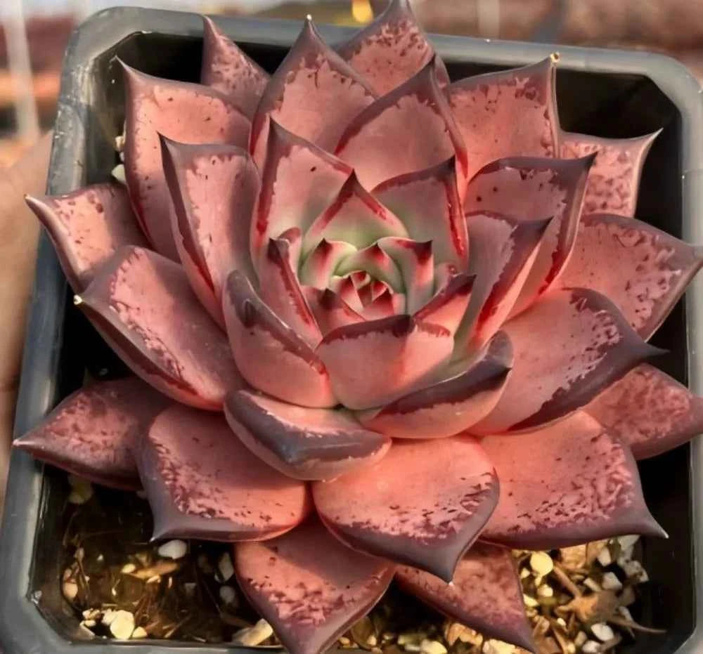 Echeveria Romeo succulent rosette with pink maroon speckled leaves in a tray