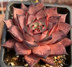 Echeveria Romeo succulent rosette with pink maroon speckled leaves in a tray