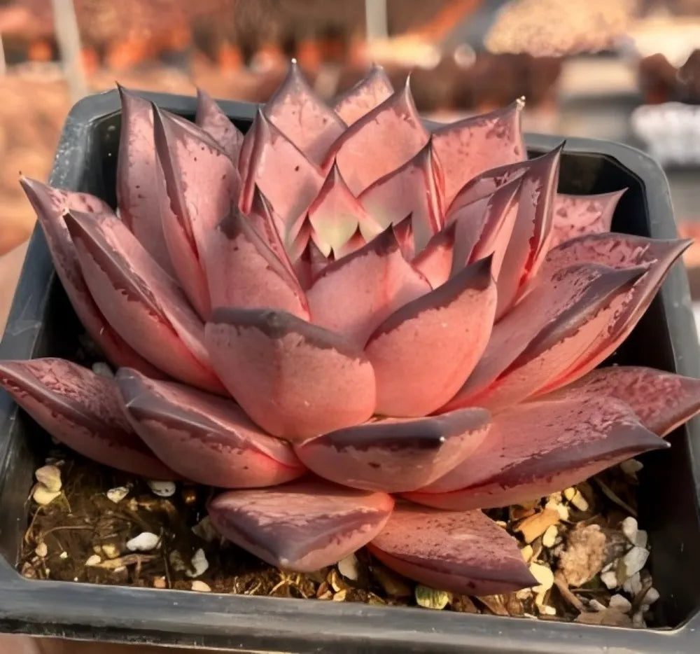 Echeveria Romeo Soil Song
