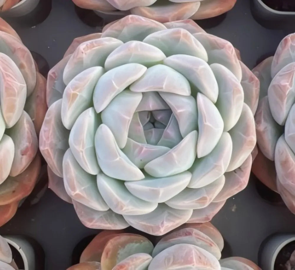 Echeveria Rosalia Soil Song