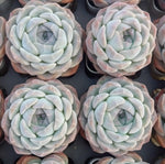 Echeveria Rosalia Soil Song