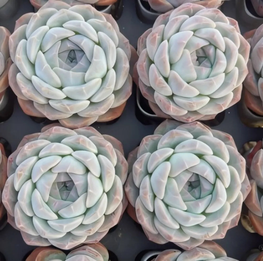 Pale blue-green succulent rosette plants with subtle pink-tipped leaves