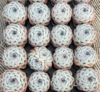 Succulent rosette plants in a tray, pale blue-green leaves with pinkish edges