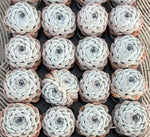 Echeveria Rosalia Soil Song