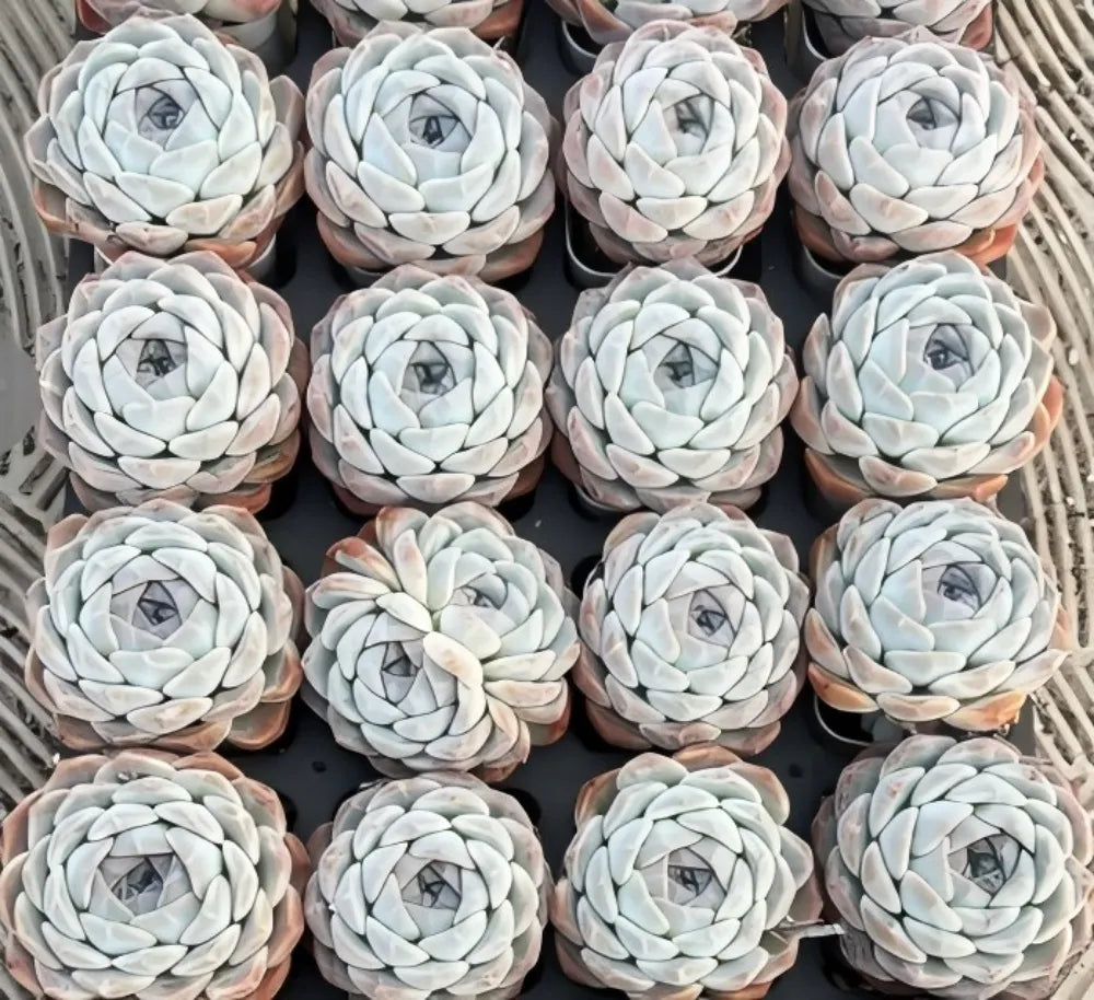 Echeveria Rosalia Soil Song