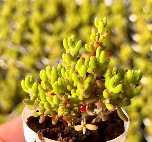 Drosanthemum Globosum succulent close view in pot, lime-green leaves and small red buds
