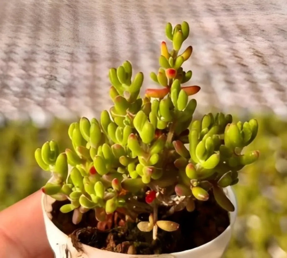 Drosanthemum Globosum Soil Song