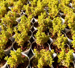 Drosanthemum Globosum Soil Song