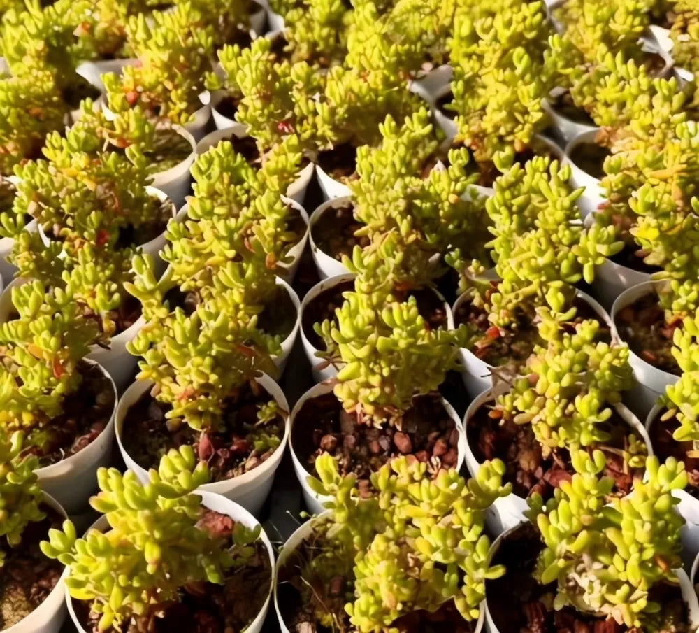 Drosanthemum Globosum Soil Song