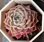 Echeveria succulent rosette with pale cream and pink pointed leaves
