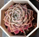 Echeveria Ruby Elf Soil Song