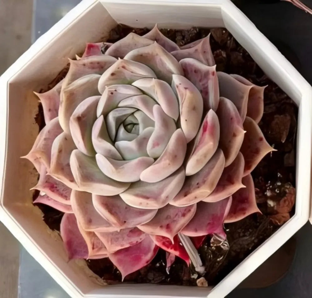 Echeveria Ruby Elf Soil Song