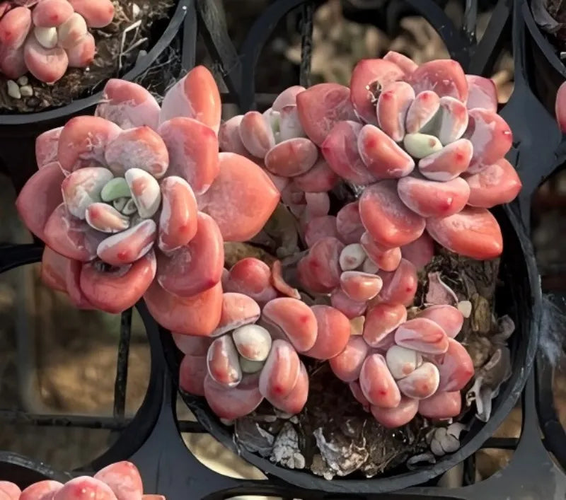 Echeveria Sakura Rose Cluster Soil Song