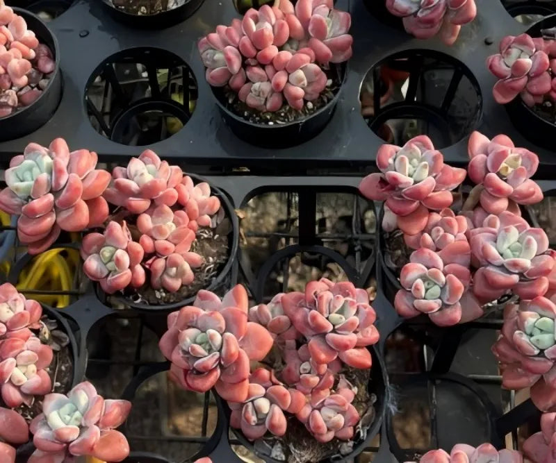 Echeveria Sakura Rose Cluster Soil Song