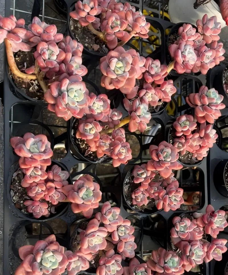 Many pink succulent rosette clusters in black pots, some with green center leaves