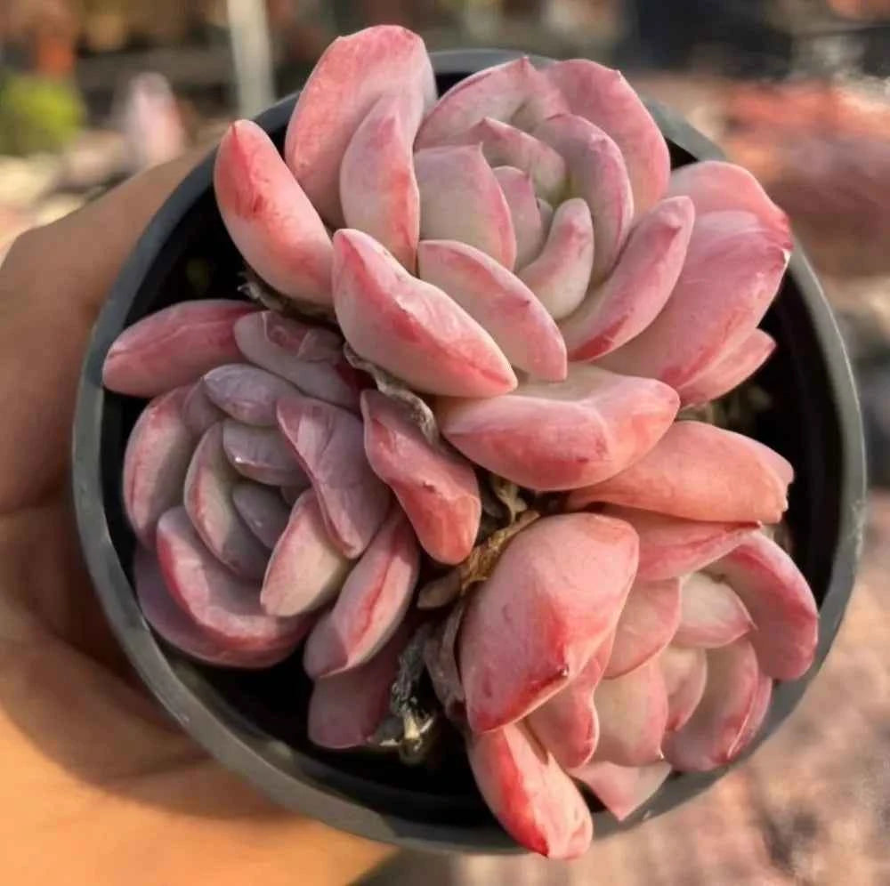 Echeveria succulent cluster with peach-pink and grayish rosette leaves
