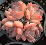 Echeveria Sasa Queen Cluster Soil Song
