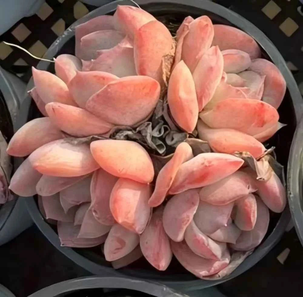Echeveria succulent cluster with pale pink and lavender rosette leaves