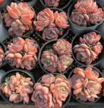 Echeveria Sasa Queen Cluster Soil Song