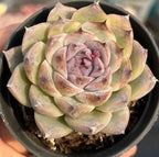 Echeveria Sea Soul Star succulent rosette in black pot, pale green and lavender leaves