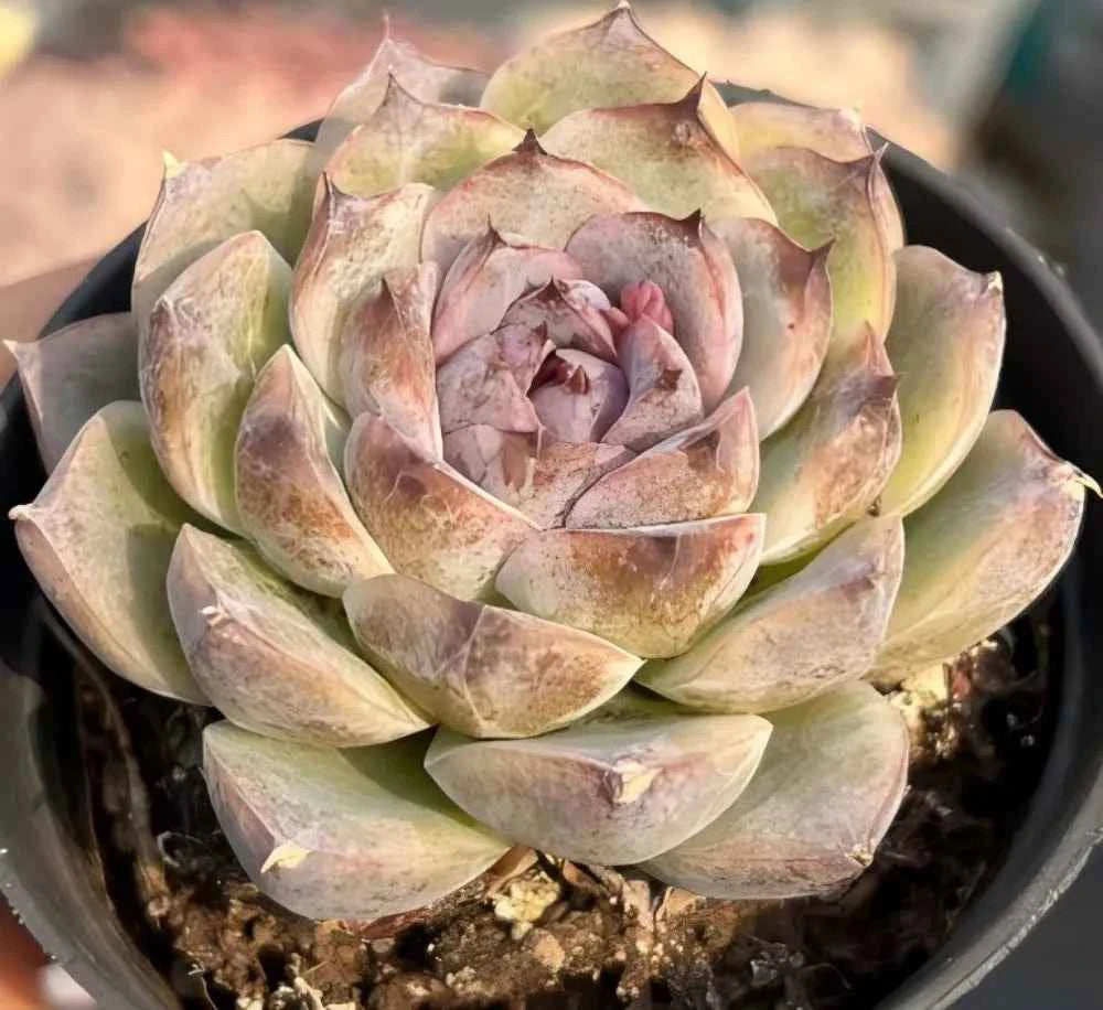 Echeveria Sea Soul Star succulent rosette in black pot, layered pastel green and pink leaves