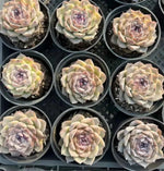 Echeveria Sea Soul Star Soil Song