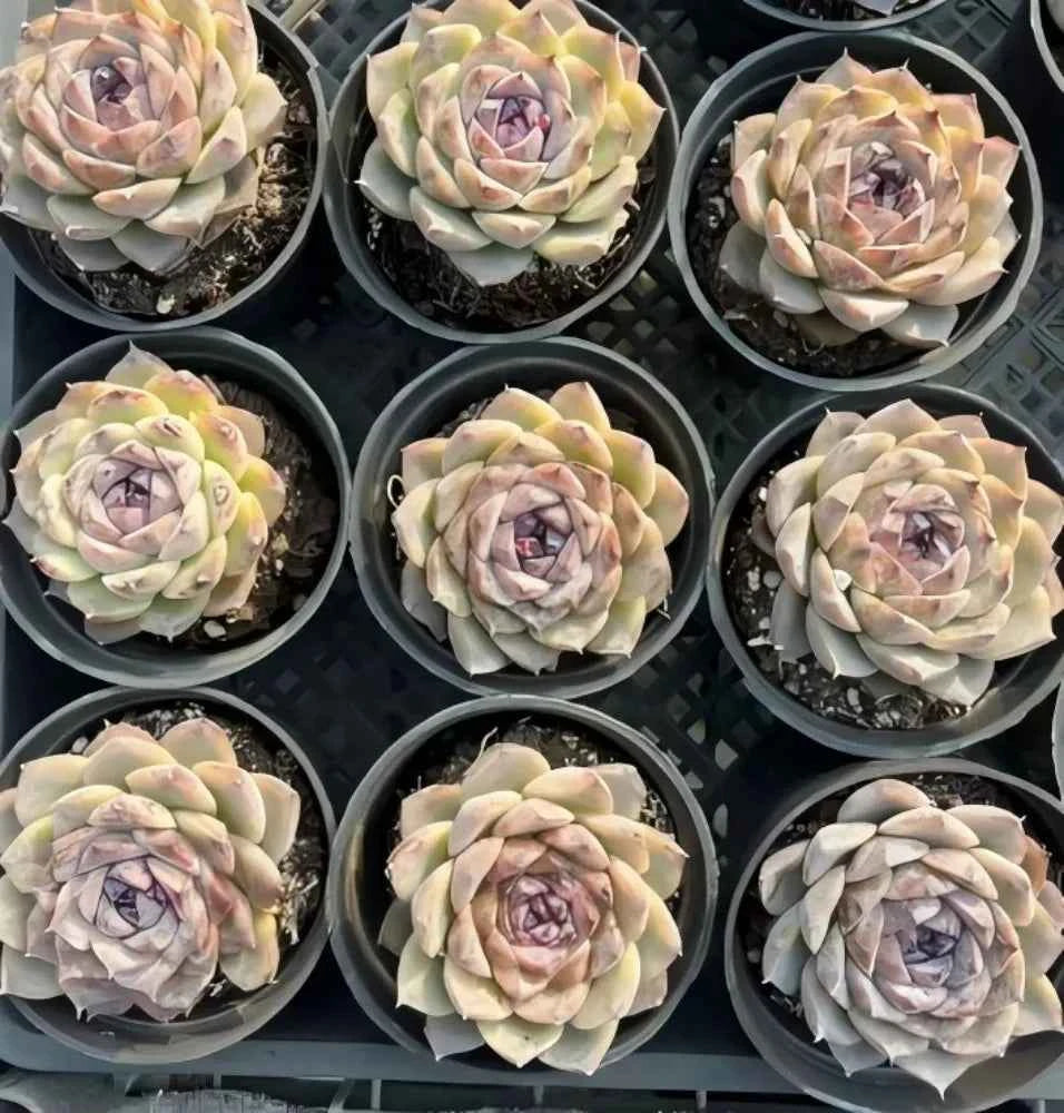 Echeveria Sea Soul Star Soil Song