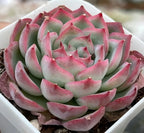 Echeveria Silhouette succulent rosette with pink-edged leaves in white tray