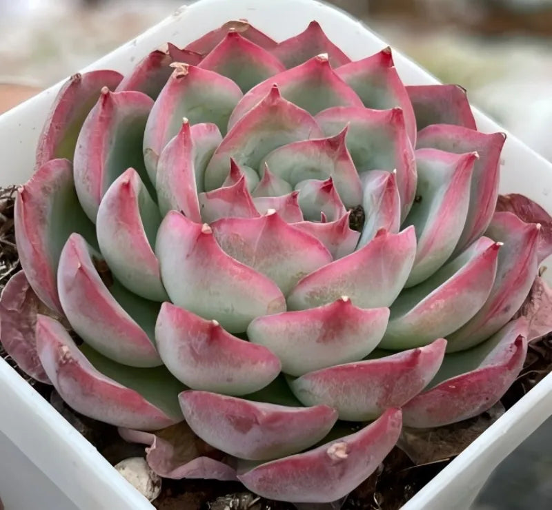 Echeveria Silhouette succulent rosette with pink-edged leaves in white tray