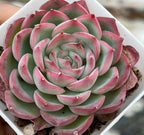 Echeveria Silhouette succulent rosette with pink outer leaves in white tray