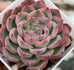 Echeveria Silhouette Soil Song