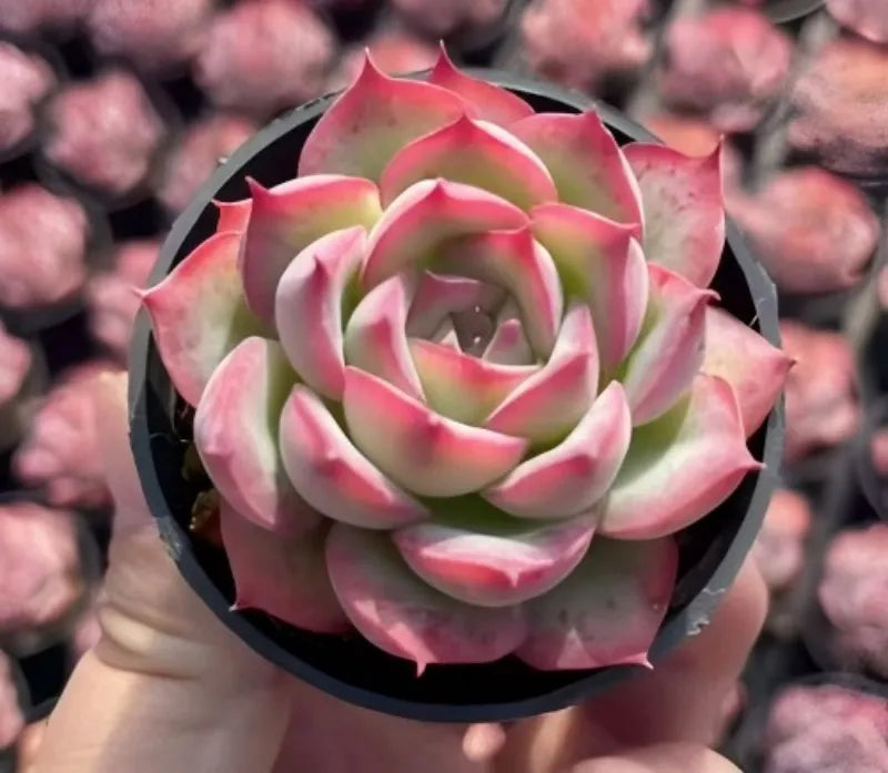 Echeveria Silhouette succulent rosette with pink tips and green leaves in black pot