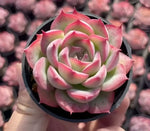 Echeveria Silhouette Soil Song