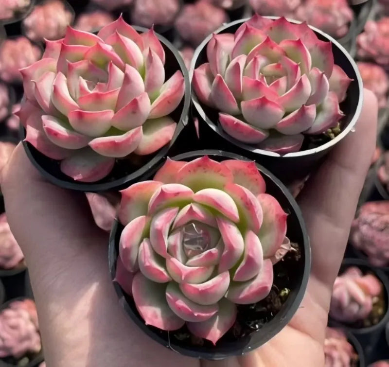 Echeveria Silhouette plants in black pots, pink-and-green rosette leaves