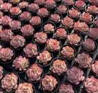Echeveria Silhouette succulents in many black pots, pink and green rosettes