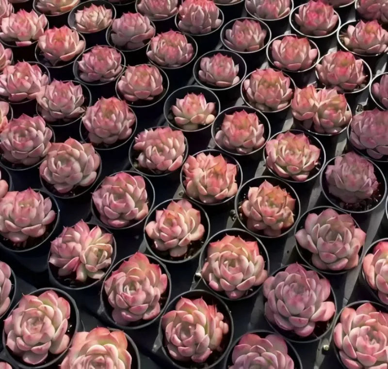 Echeveria Silhouette succulents in many black pots, pink and green rosettes